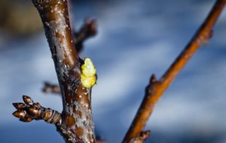 Proper Winter Shrub and Tree Pruning Cut - Lincoln Landscaping of Franklin Lakes