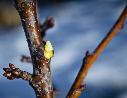 Pruning – what, how, when, and why
