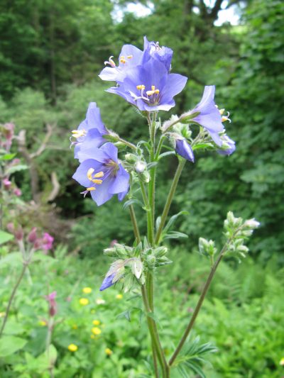 Polemonium reptans - Lincoln Landscaping Inc.