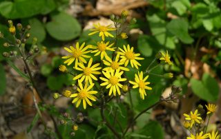 Packera Aurea Golden Ragwort - Native Plant for Sustainable Landscaping