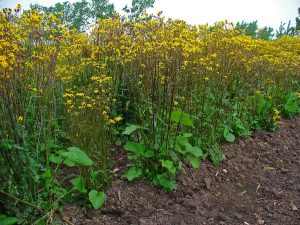 Golden Ragwort Packera Aurea - Native Plant for Sustainable Landscaping Practices