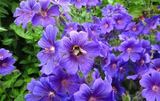 Geraniums with Pollinator Guests - Lincoln Landscaping Inc.