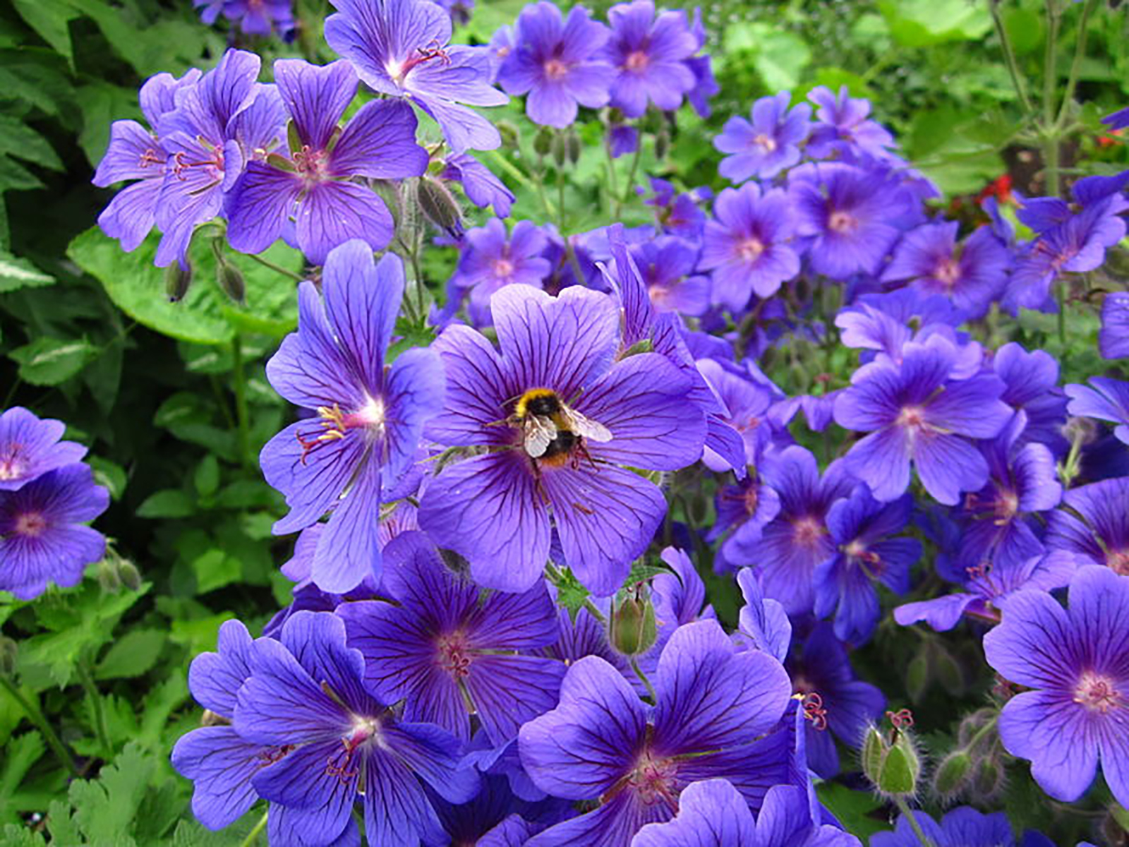 Geraniums with Pollinator Guests - Lincoln Landscaping Inc.