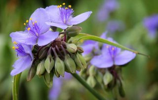 Tradescantia Virginiana Spiderwort Native Plant