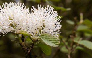 Hamamelidaceae Fothergilla Major Native Plant