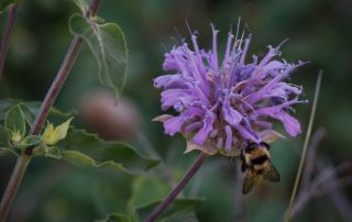 Sustainable Landscaping with Native Plants - Bee Balm