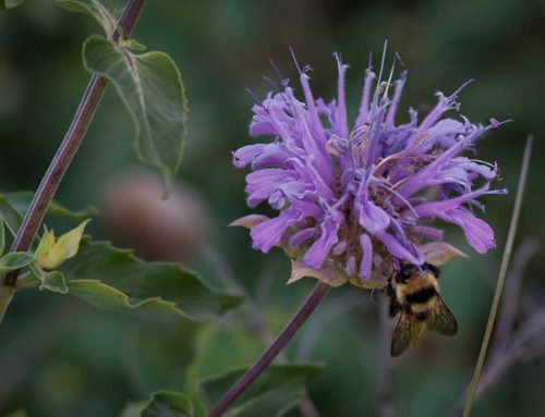 Native Plants that Bloom in July