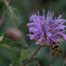 Sustainable Landscaping with Native Plants - Bee Balm