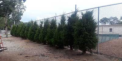Sustainable Landscaping with Eastern Red Cedars