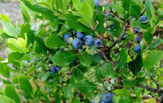 Sustainable Landscaping with Native Plants - Highbush Blueberry