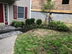 Sustainable Landscaping with Native Plants