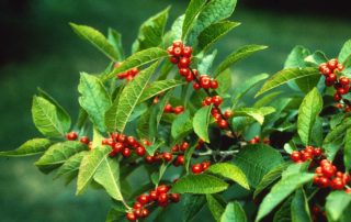 Beneficial Native Plants - Ilex Verticillata