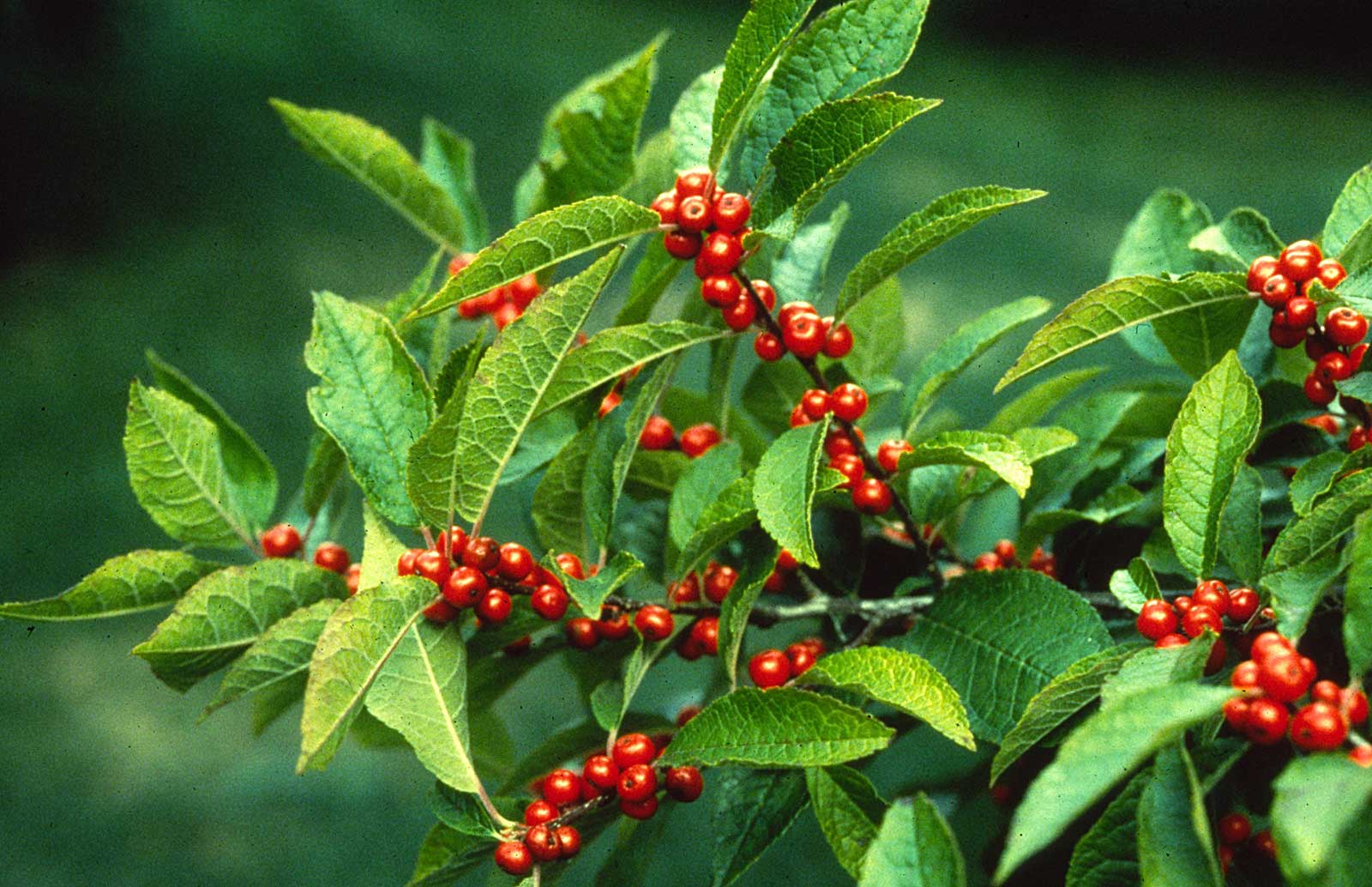 winterberry - ilex verticillata - lincoln landscaping