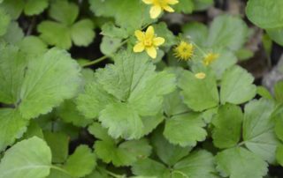 Sustainable Landscaping with Native Plants - Barren Strawberry geum fragarioides