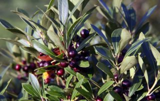 Sustainable Landscaping with Native Plants - Ilex Glabra Inkberry