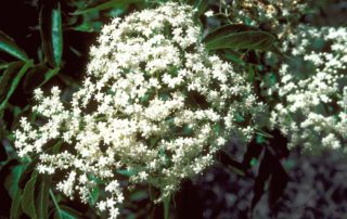 Sustainable Landscaping with Sambucus Canadensis