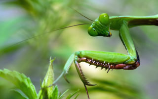 Praying Mantis - Mantis religiosa