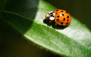 Beneficial Insects - Ladybugs