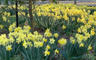 Sweet Bay Magnolia and Daffodils - Landscaping with Native Plants