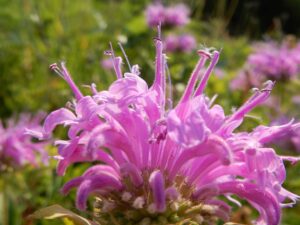 Bergamot Monarda Fistulosa - Bee Balm