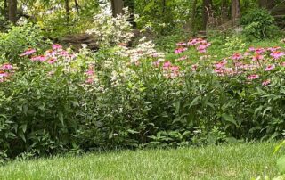 Companion Plants - Monarda fistulosa Echinacea Coneflower