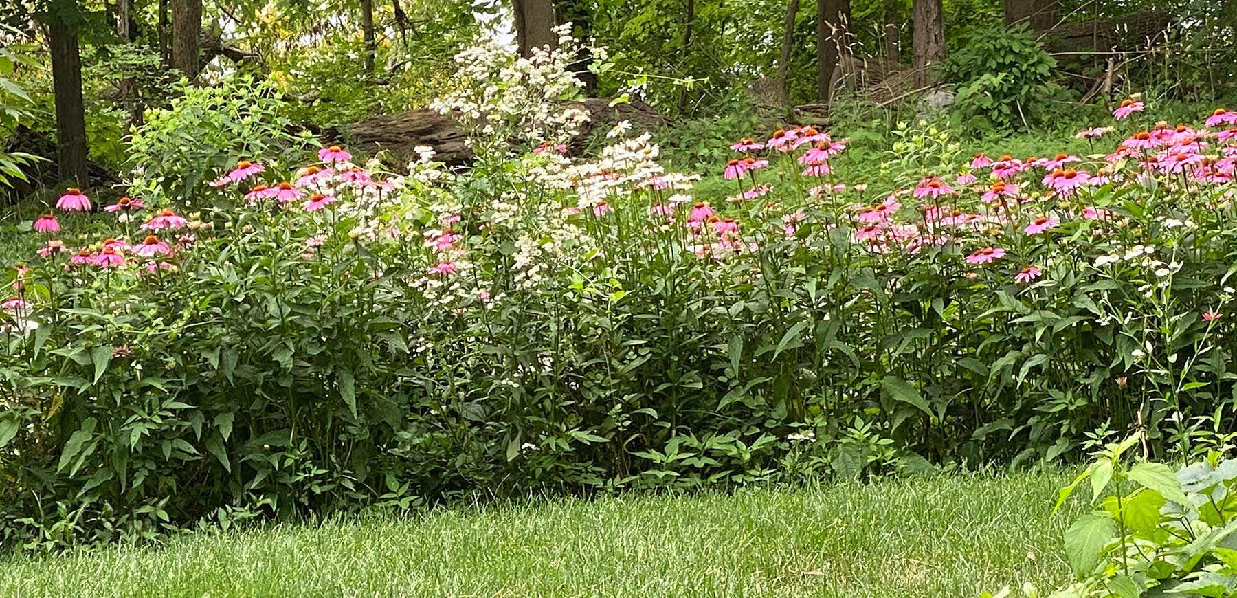 Image of Monarda companion plant