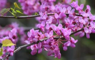 Eastern Redbud - Cercis canadensis