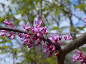 Eastern Redbud - Cercis canadensis