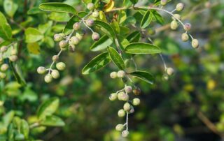 The growth habit of Aronia arbutifolia - red chokeberry