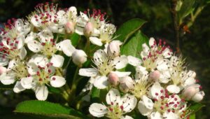 The flower of Aronia arbutifolia - red chokeberry