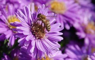 Aster cordifolius - Blue Woods Aster Native Plant