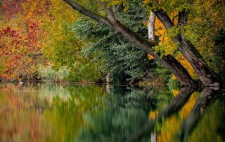 Autumn Tree Foliage