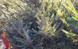 Sustainable Landscaping with Live Christmas Trees