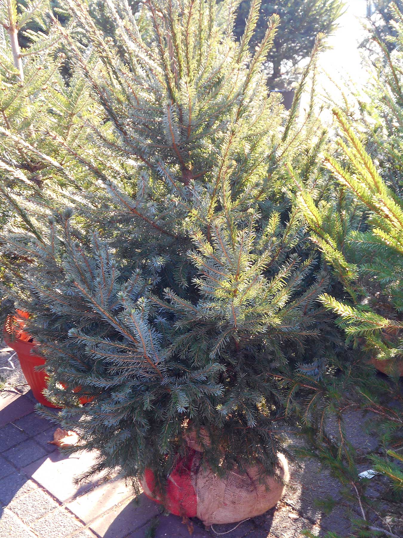 Sustainable Landscaping with Live Christmas Trees