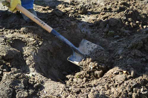 Dig a hole 1 1/2 to 2 Times the Size of the Christmas Tree Root Ball