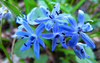 Scilla siberica 'spring beauty': This is one of the larger scilla varieties, with bell-shaped blue and up to five flower stalks per plant.