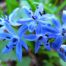 Scilla siberica 'spring beauty': This is one of the larger scilla varieties, with bell-shaped blue and up to five flower stalks per plant.