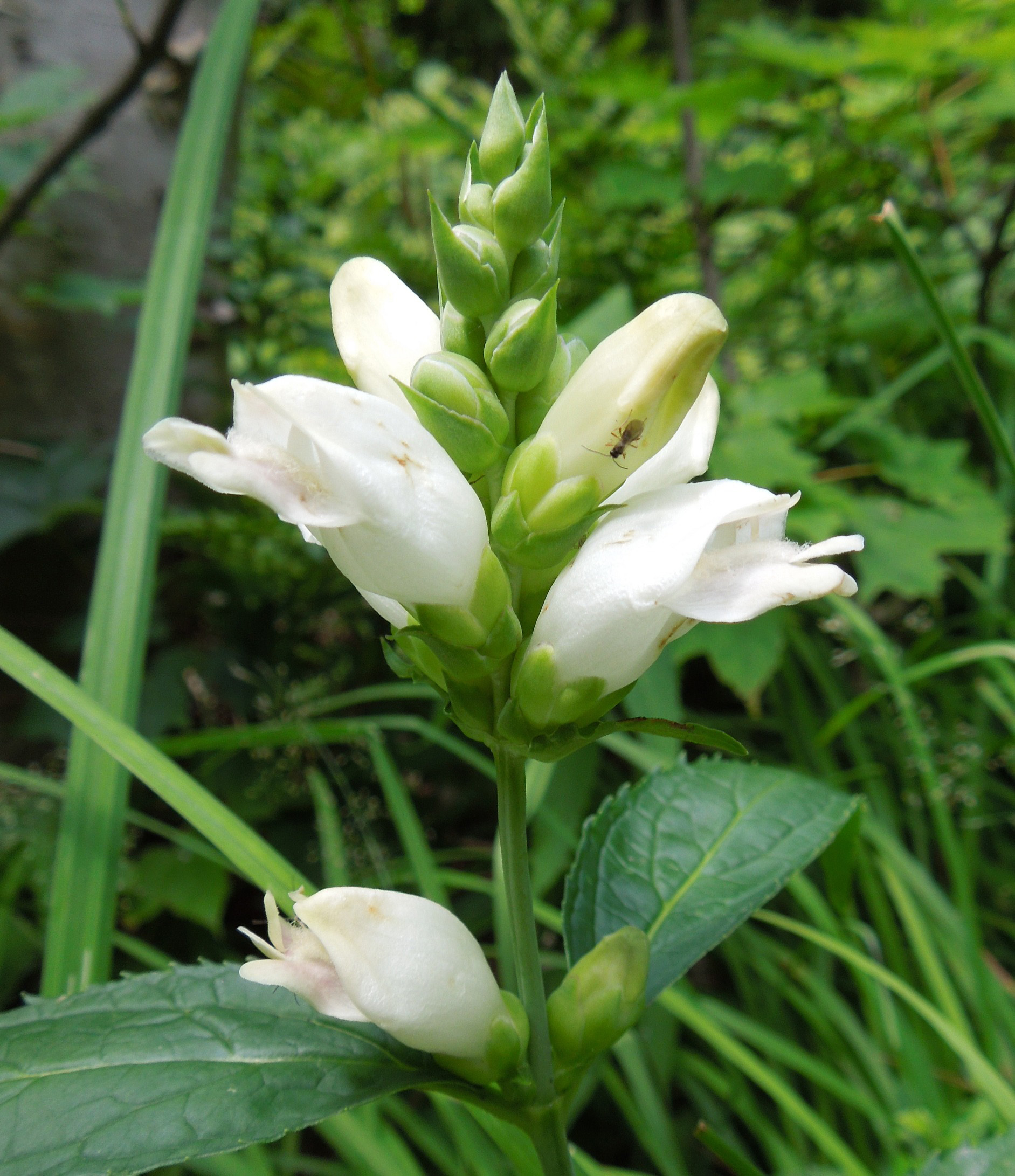 White Turtlehead is named for its distinctive flowers which are said to resemble a turtle's head. This wetland plant will strongly prefer wet to moist soils in full to mostly sun. The blooms are pollinated mostly by bumblebees, which have the size and strength to pry open the bloom and reach the nectar inside. White Turtlehead is a preferred host plant for the beautiful Baltimore Checkerspot butterfly.