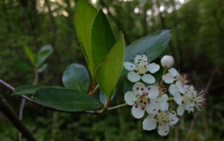 Black Chokeberry (Aronia melanocarpa) is graced with abundant beautiful white flowers for a few weeks in May. A small native shrub with a vase-like shape, Aronia melanocarpa spreads slowly to form a thicket, providing desirable shelter for a variety of birds.