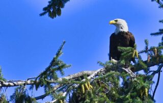 After a nearly 30-year hunt, researchers have shown that a neurotoxin generated by cyanobacteria on invasive plants is responsible for eagle and waterbird deaths from vacuolar myelinopathy.