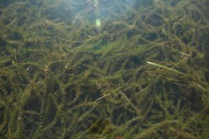 Hydrilla (Hydrilla verticillata) is native to parts of Asia, Africa, Australia and Europe. Hydrilla was introduced to the United States in the 1950’s as an aquarium plant. Hydrilla is referred to as “The Perfect Weed”: because it tolerates a wide range of water conditions, easily reproduces, spreads by multiple methods, and is difficult to control. Hydrilla can grow in water depths of a few inches up to 35ft.