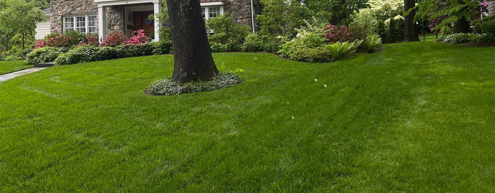 Organic Turf Management