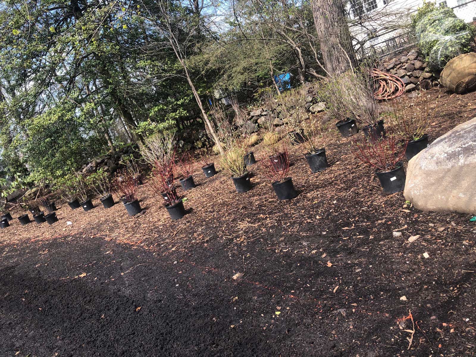 Initial Planting of Native Plants