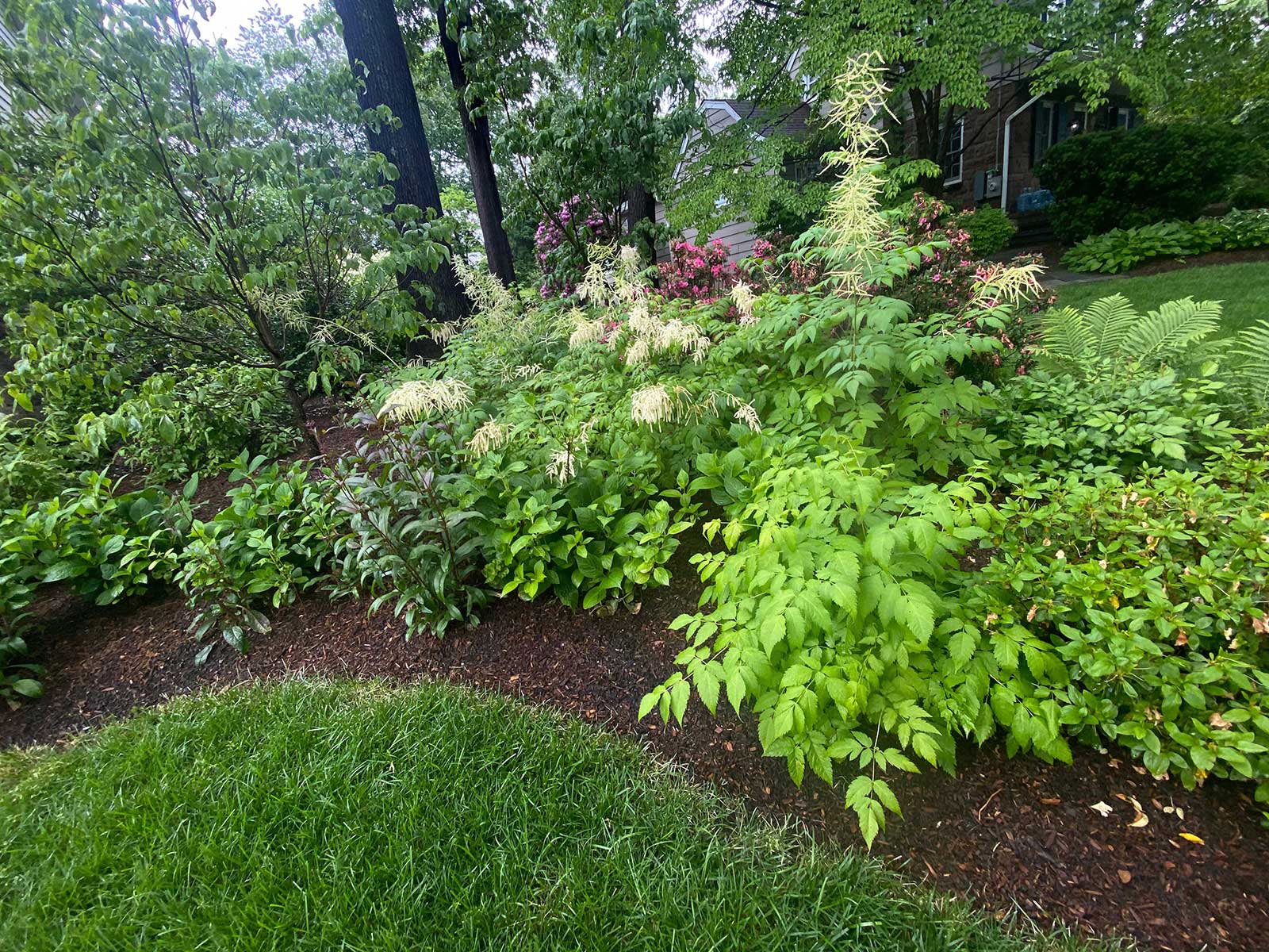 Native Plant Growth in Eco-system
