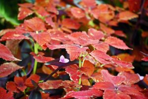 Gro-Low Sumac (Rhus aromatica ‘Gro-Low’) is an outstanding groundcover shrub that is only 18″ tall but spreads widely. It grows in most any soil in full or part sun. A tough, fast-growing groundcover for slopes or banks, and areas with poor, dry soil.