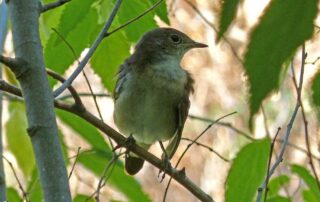 Celtis occidentalis Hackberry