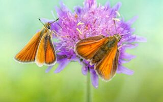 Pollinators need sustenance, i.e. pollen and nectar all season long. Within you will find a diverse selection of plants that offer support to pollinators well into fall.