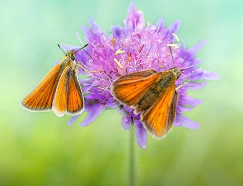 Autumn Blooming Native Perennials