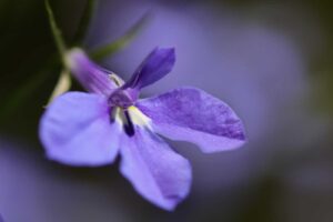 Each flower is split into two lips - the upper lip has two segments and the lower lip has three.