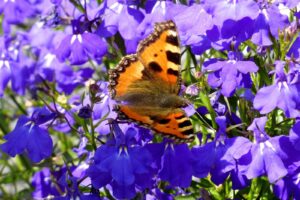 This blue counterpart of the Cardinal Flower (Lobelia cardinalis) is a most desirable plant for woodland gardens especially since it blooms bright blue in late summer.